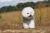 BICHON FRISE 018